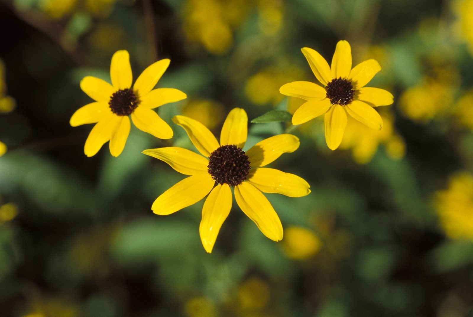 A yellow flower with a brown middle